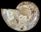 Sliced, Agatized Ammonite Fossil (Half) - Jurassic #54041-1